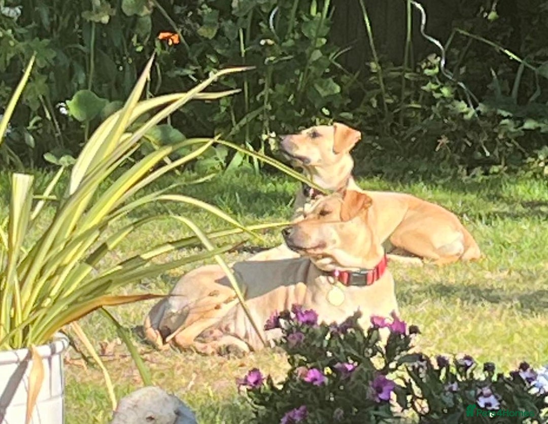 Mixed Breed dogs for adoption: Coco – 5 years old, Female, Possibly Lab Mix  - Image 14