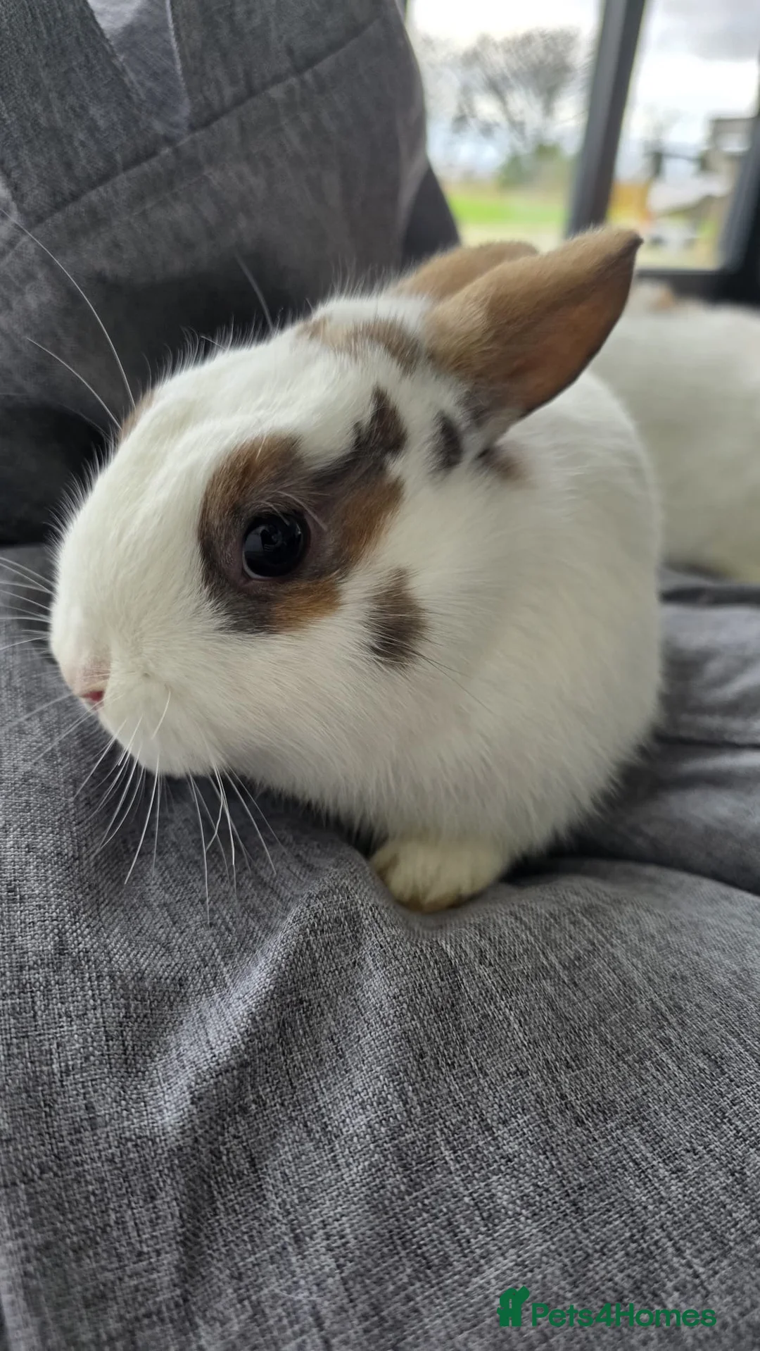 Mixed Breed rabbits for sale: Netherland dwarf x lionhead in Llanelli - Advert 1