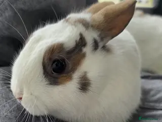 Mixed Breed rabbits Netherland dwarf x lionhead - Advert 1