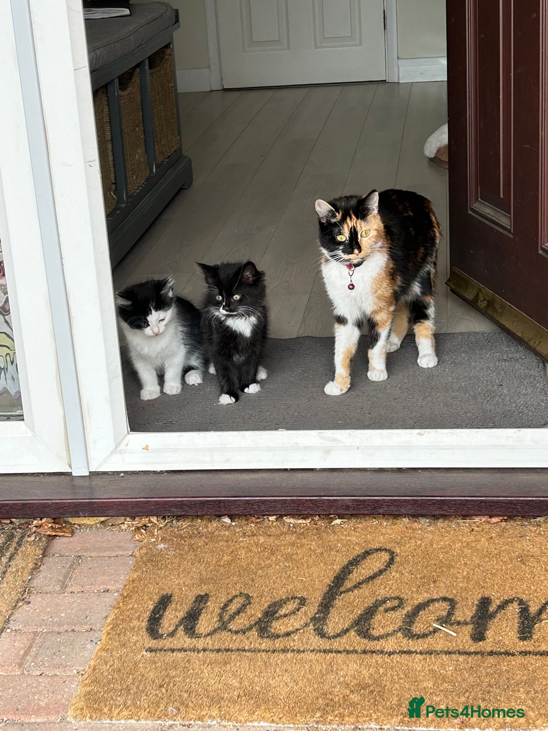 Mixed Breed cats for sale: X2 black and white fluffy girl kittens left - Image 9