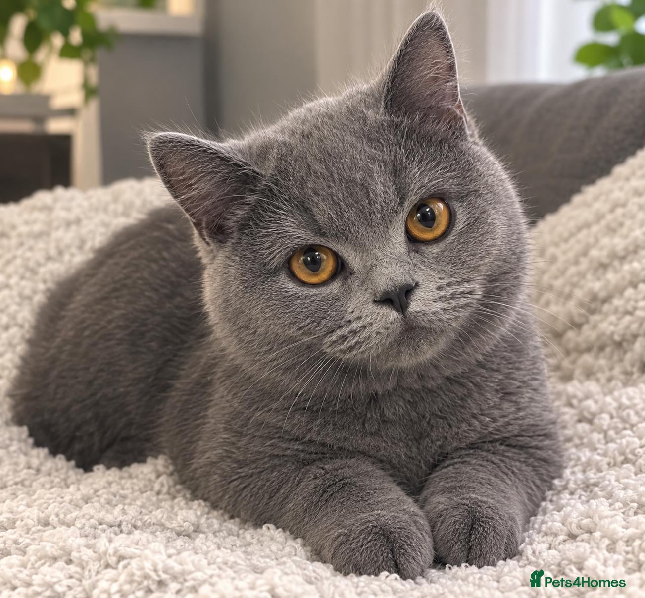 British Shorthair cats 💙 Stunning GCCF Registered British Shorthair 💙 - Advert 4