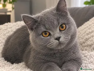 British Shorthair cats 💙 Stunning GCCF Registered British Shorthair 💙 - Advert 4