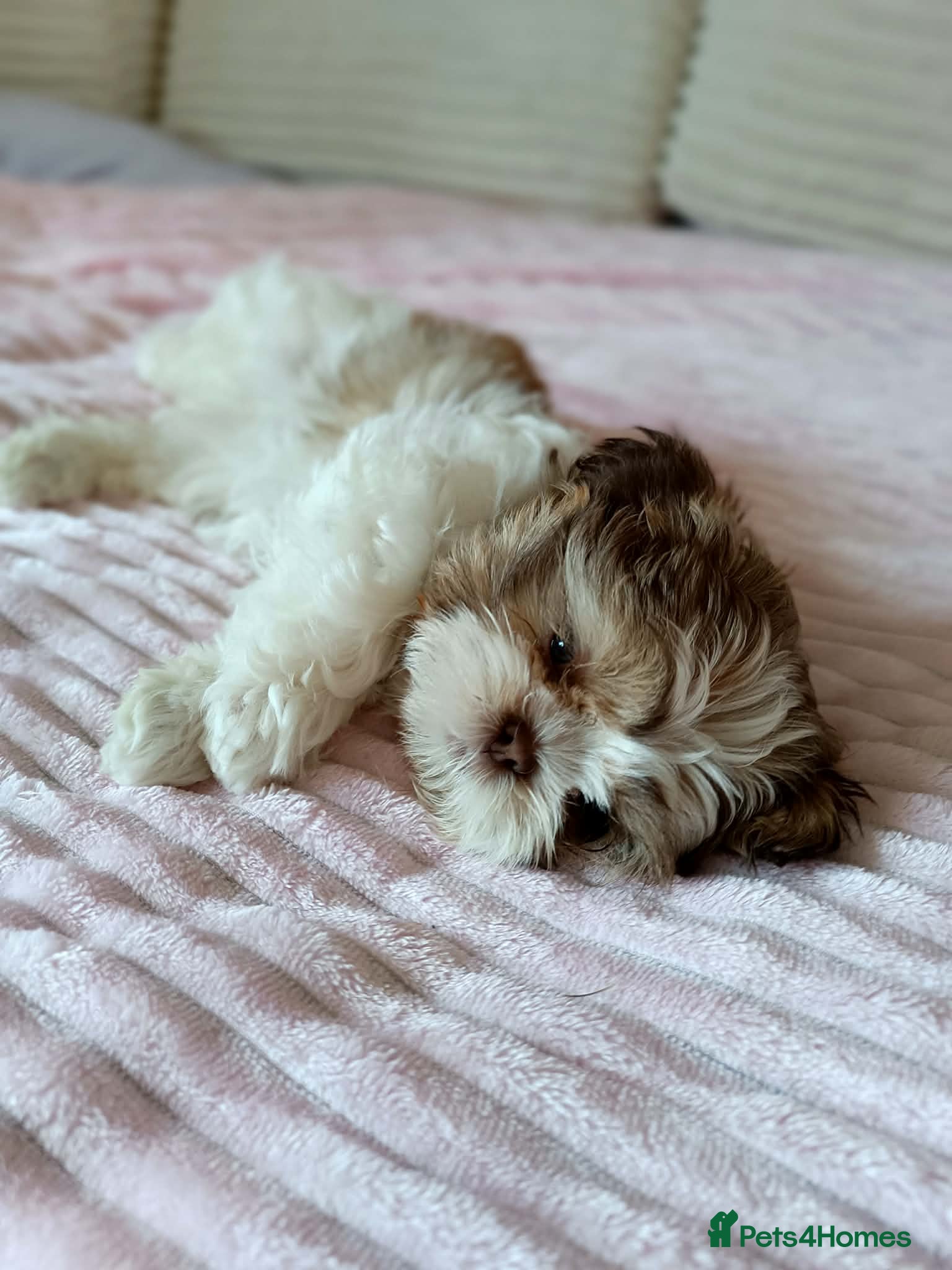 Shih Tzu dogs Beautiful Shih Tzu pup - last boy available - Advert 5