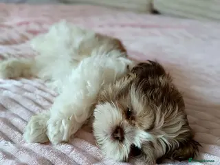 Shih Tzu dogs Beautiful Shih Tzu pup - last boy available - Advert 5