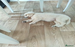 Golden Retriever dogs for sale: Golden retriever  - Image 8