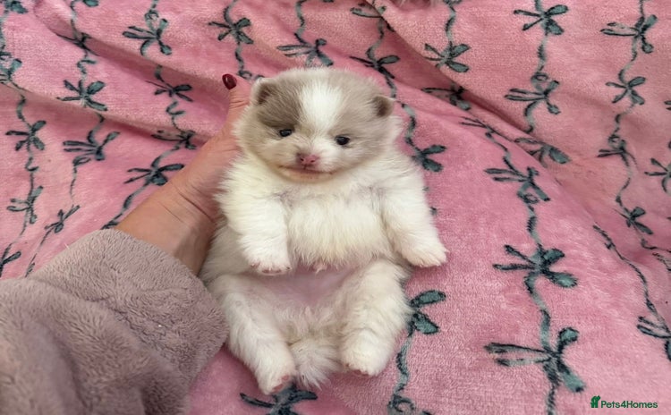 Pomeranian dogs - Advert 9