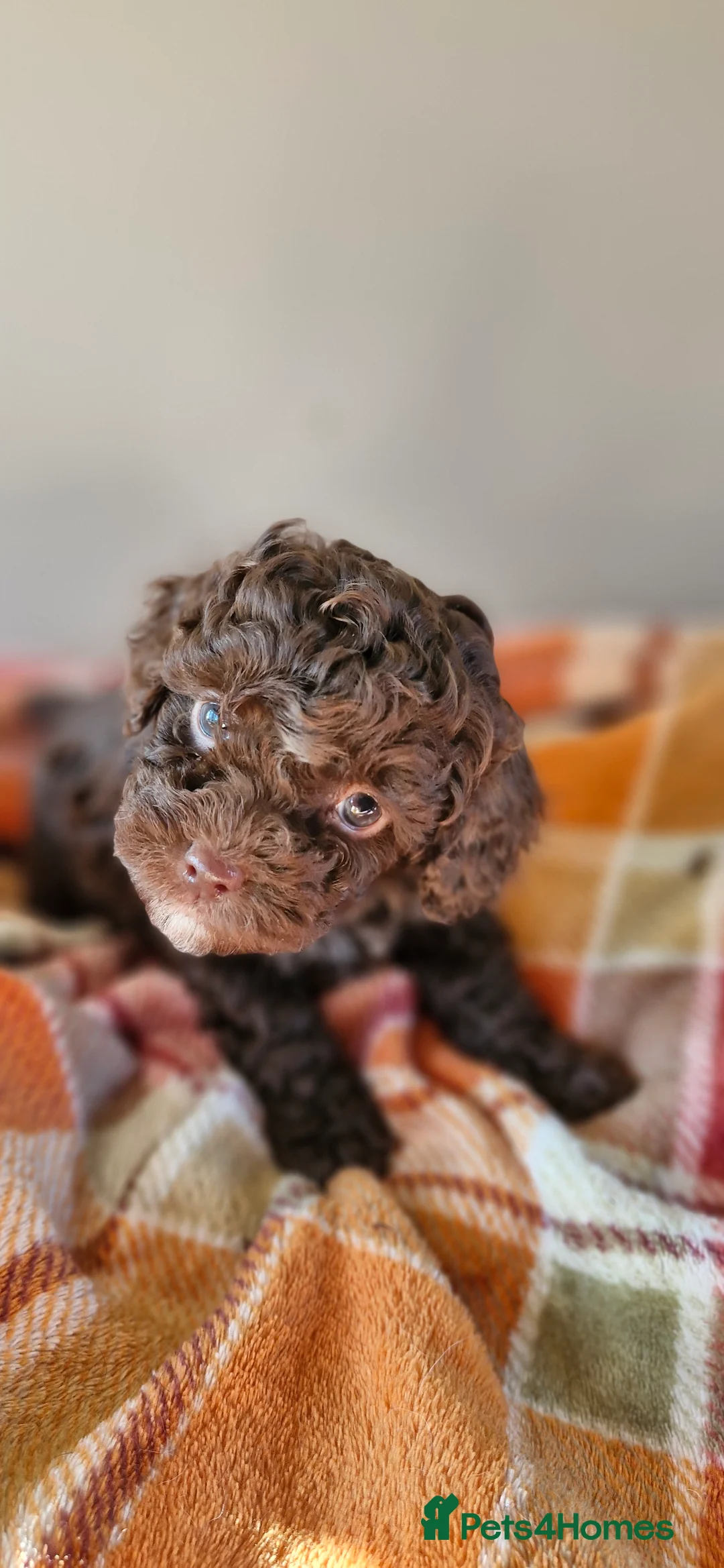 Poodle dogs for stud: Merle black & silver poodle for stud only .  in Lincoln - Advert 13