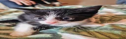 Mixed Breed cats for sale: Stunning litter of kittens - Advert 3