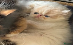 Persian cats for sale: GCCF registered Persian boy! (Colourpoint carrier) - Image 8