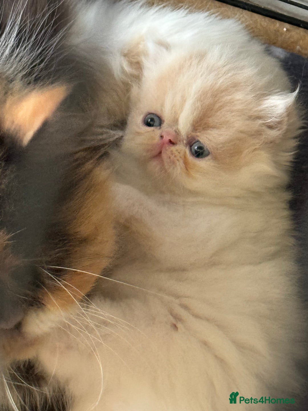 Persian cats for sale: GCCF registered Persian boy! (Colourpoint carrier) - Image 8