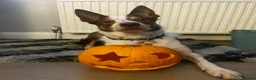 Border Collie dogs for sale: Our beautiful boy spud  - Advert 9
