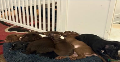 Mixed Breed dogs - Advert 6