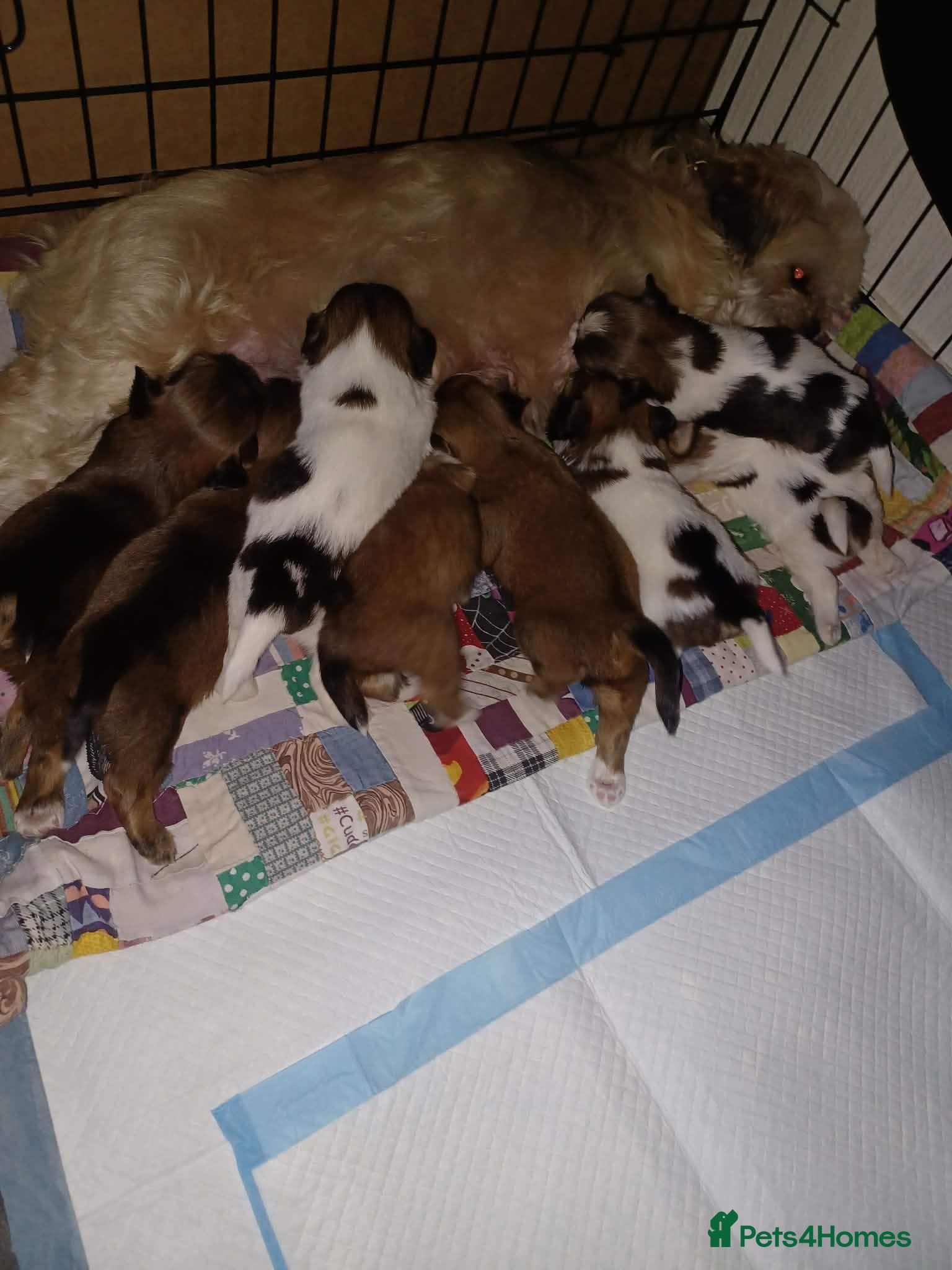 Lhasa Apso dogs Stunning litter of Lhasa-Apso pups - Advert 12