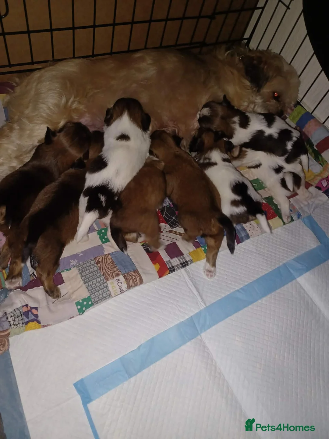 Lhasa Apso dogs for sale: Stunning litter of Lhasa-Apso pups in Cumnock - Advert 1