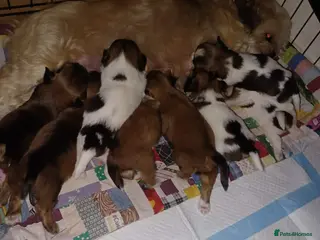 Lhasa Apso dogs Stunning litter of Lhasa-Apso pups - Advert 6