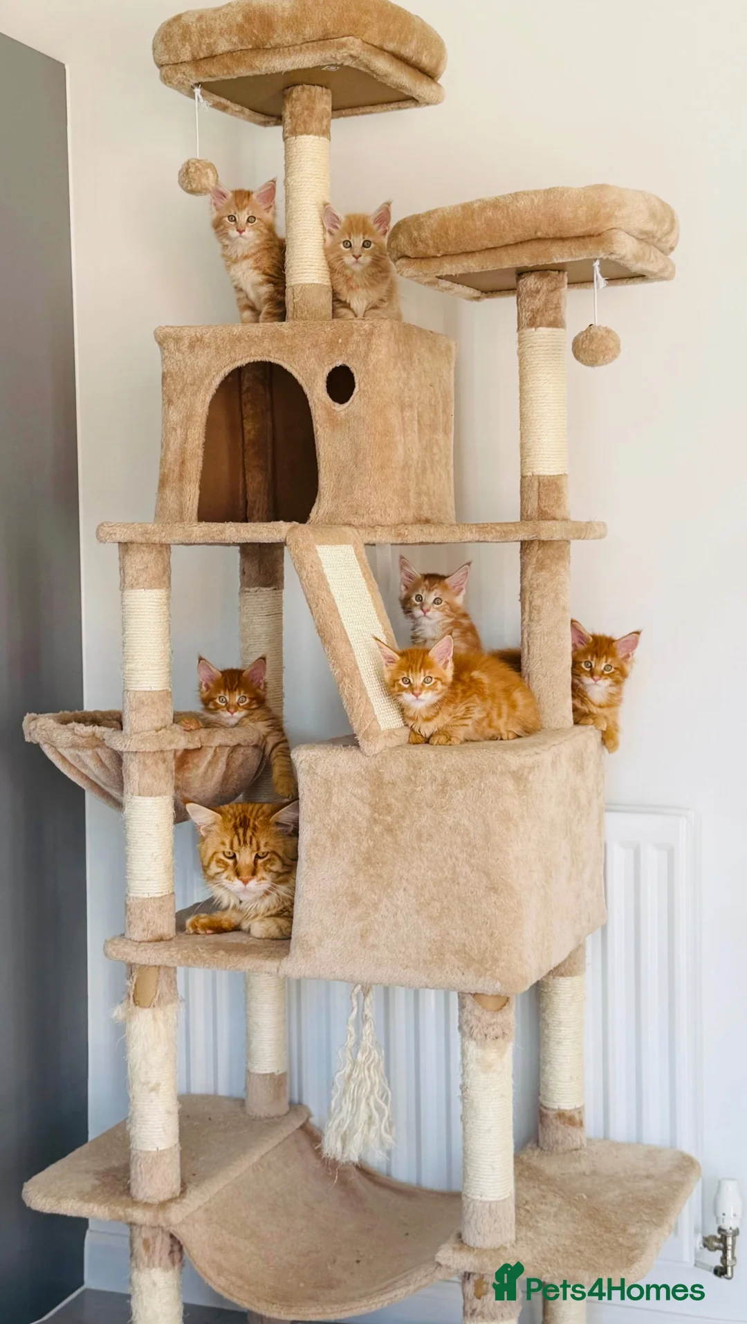 Maine Coon cats for sale: GCCF/ TICA Maine Coon Classic Taby kittens - Advert 2