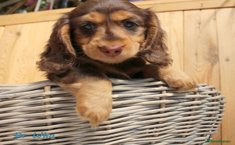 Miniature Dachshund dogs - Advert 1