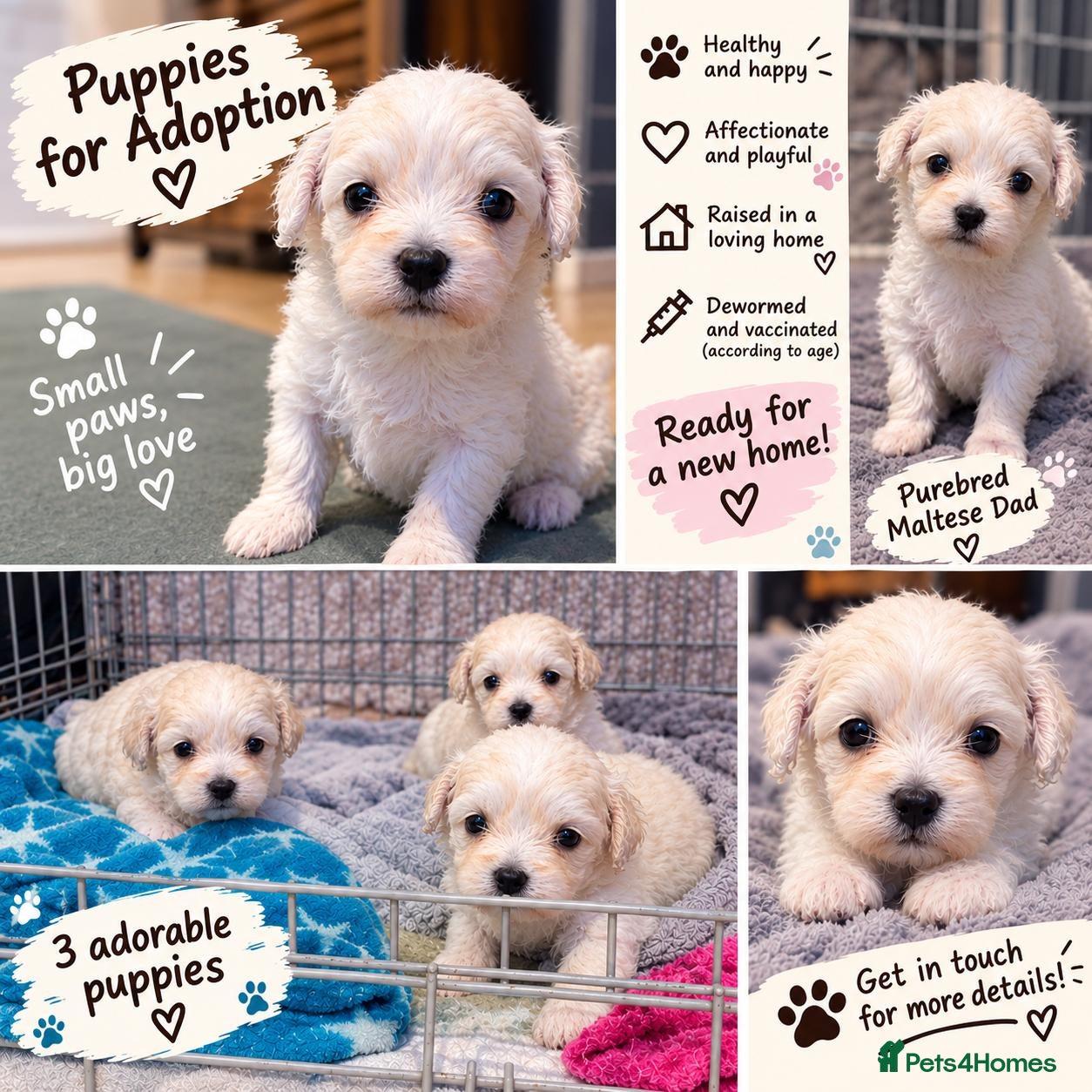 Mixed Breed dogs Bichon Maltese Puppies  - Advert 2