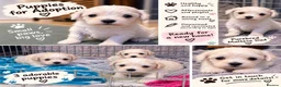 Mixed Breed dogs for sale: Bichon Maltese Puppies  - Advert 1