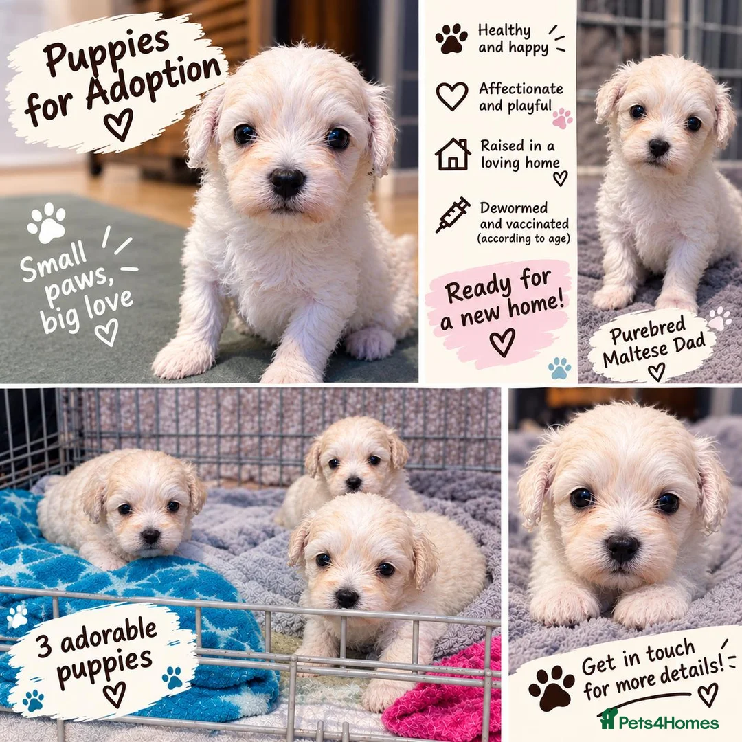Mixed Breed dogs for sale: Bichon Maltese Puppies  - Advert 1