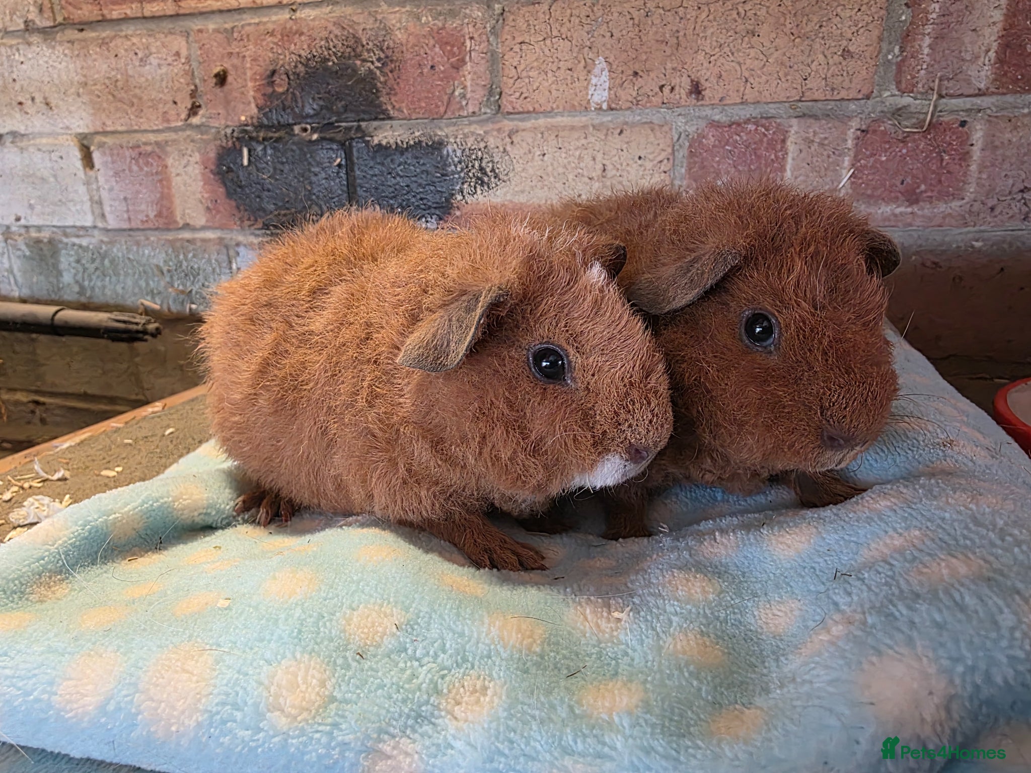 Guinea Pig rodents Two baby boars for sale - Advert 19