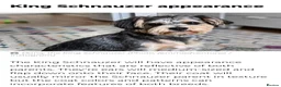 Schnoodle dogs for sale: 🐾🐶Adorable Cavaschnauzer pups 🐶🐾 - Advert 19
