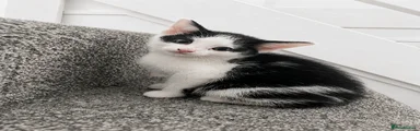 Domestic Shorthair Kitten 1