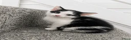 Domestic Shorthair cats for sale: Gorgeous kittens needing homes <3  - Advert 10