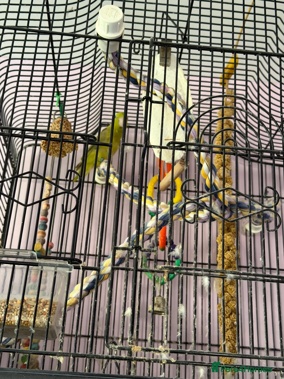 Parrots birds for sale: Parrotlet free to good home  in Leeds - Advert 1