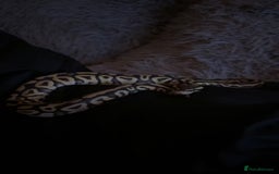 Python Snake reptiles for sale: Female Ball Python - Image 2