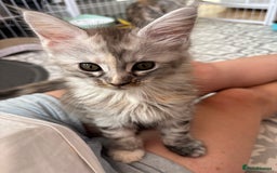 Maine Coon cats for sale: TICA Registered Maine Coon Kittens - Image 15