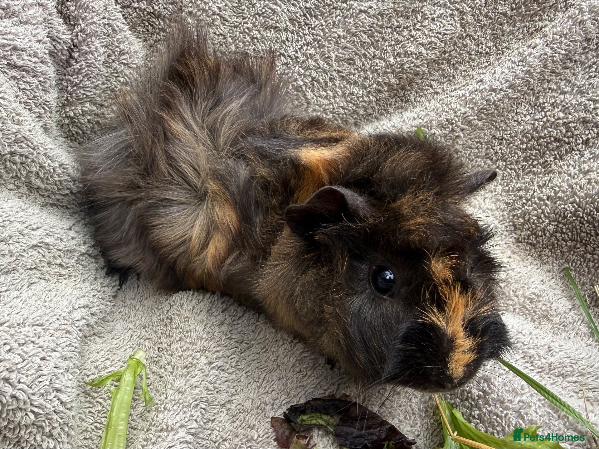 Guinea Pig rodents Boar Guinea Pigs Available Now! - Advert 2