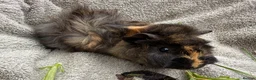 Guinea Pig rodents for sale: Boar Guinea Pigs Available Now! - Advert 3
