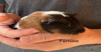 Guinea Pig rodents - Advert 5