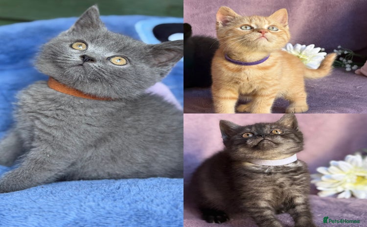 British Shorthair cats - Advert 4