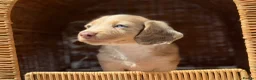 Miniature Dachshund dogs for sale: KC STUNNING COLOURED BLUE EYED SMOOTH & LONG COATS - Advert 16