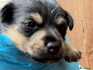 Mixed Breed dogs - Advert 8