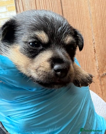 Mixed Breed dogs - Advert 2