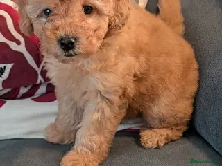 Toy Poodle dogs Toy poodles Maggies puppies - Advert 6
