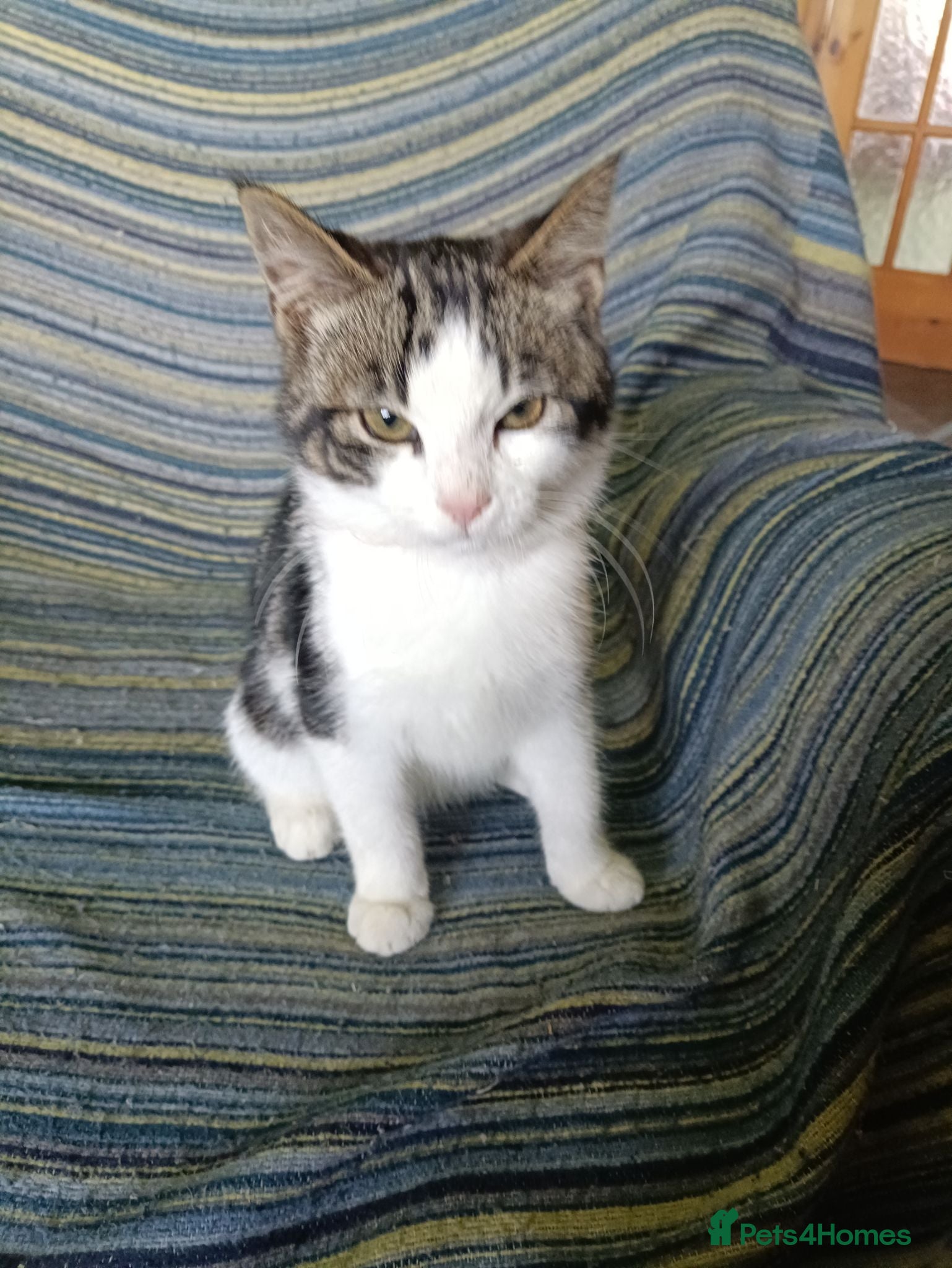 Mixed Breed cats adorable kittens. *1 male kitten still available* - Advert 23