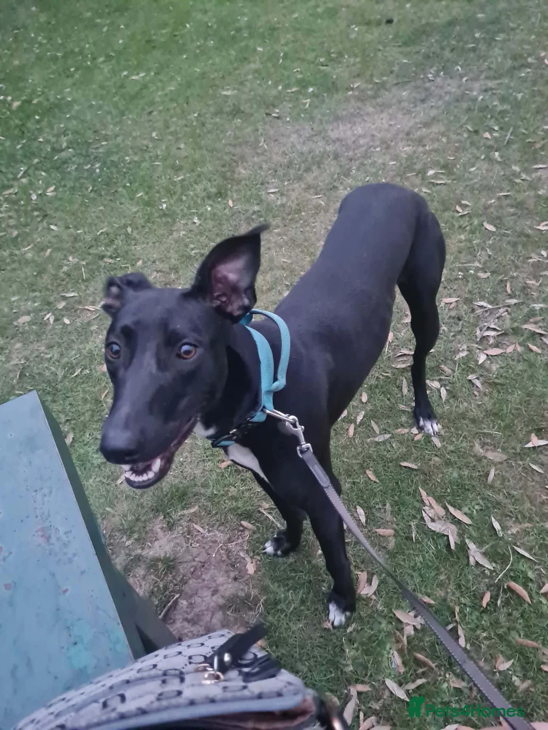 Lurcher dogs for sale: 8 week old male lurcher puppy  in Clacton-on-Sea - Advert 10