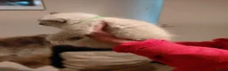 Ragdoll cats for sale: 4 Stunning and 1 not so stunning Ragdolls in South Shields - Advert 16