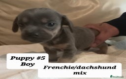 Mixed Breed dogs for sale: Frenchie/Dachshund puppies - Image 7