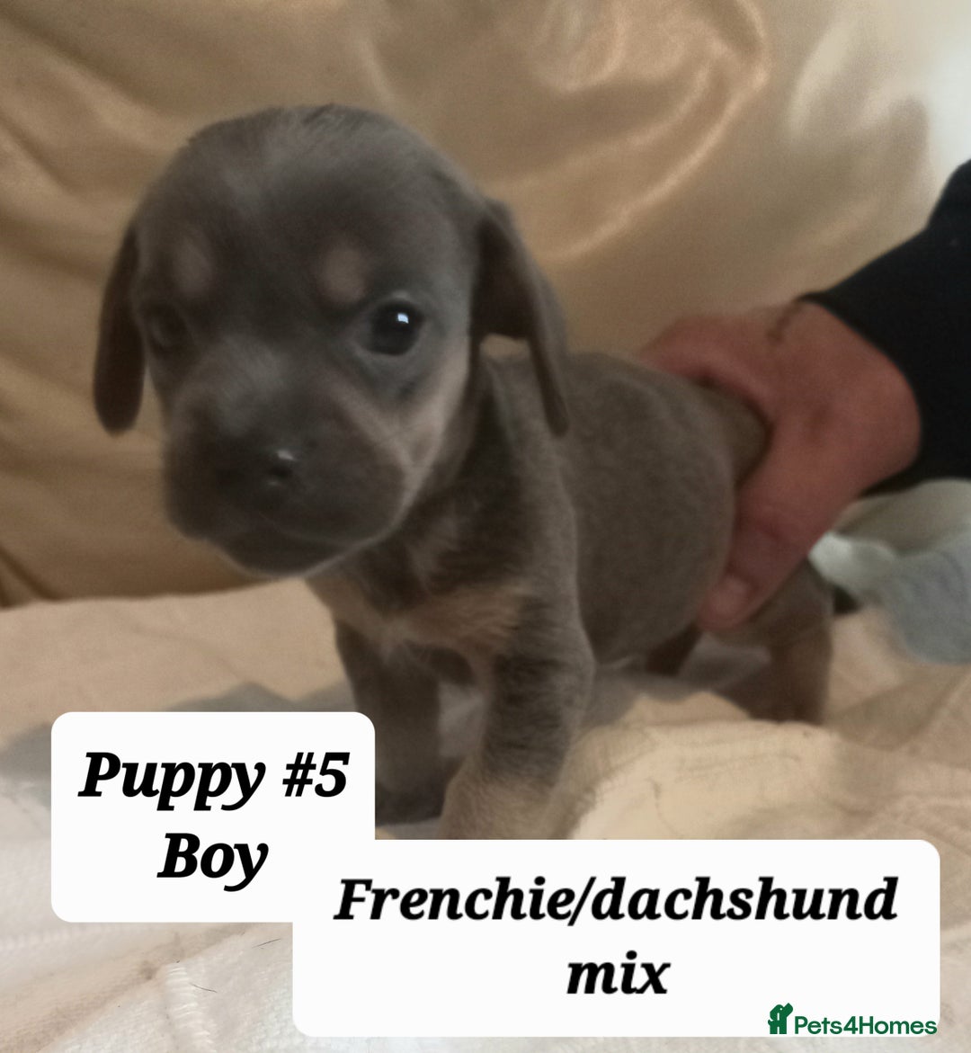 Mixed Breed dogs for sale: Frenchie/Dachshund puppies - Image 7