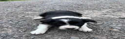 Border Collie dogs for sale: Working border collie pups  - Advert 3