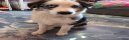 Border Collie dogs for sale: Blue merle border collie for sale  - Advert 4