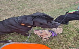 Mixed Breed dogs for sale: Loving male - Image 1