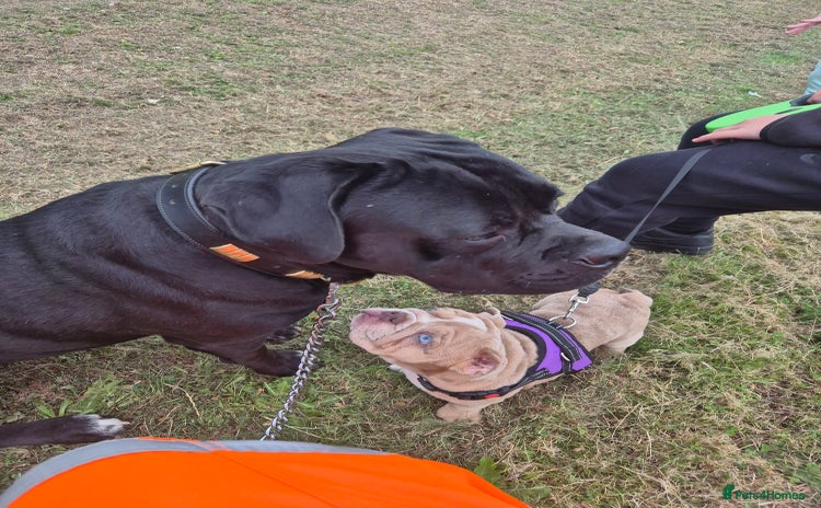 Mixed Breed dogs - Advert 1