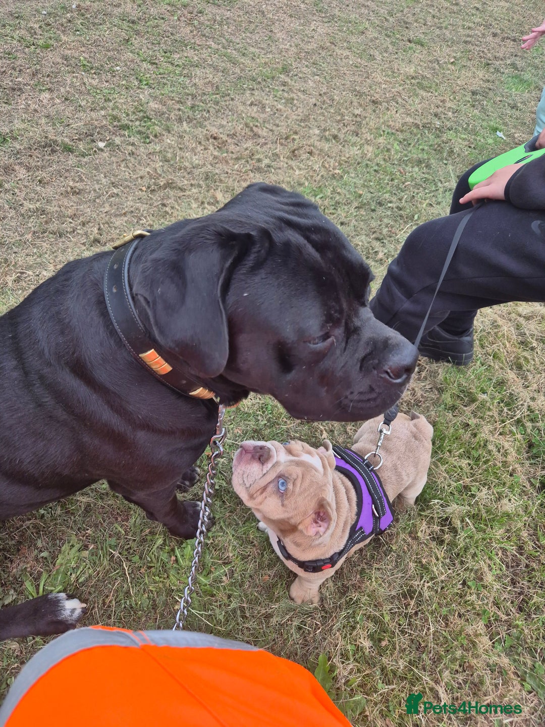 Mixed Breed dogs for sale: Loving male - Image 1