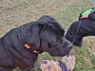 Mixed Breed dogs - Advert 1